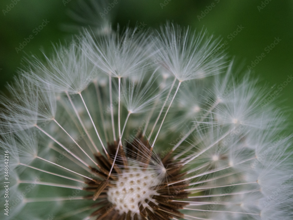 Fototapeta premium Pusteblume