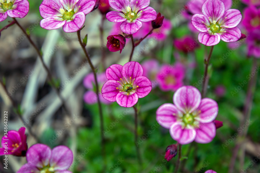 Pink flowers in the field Pink flowers in the field