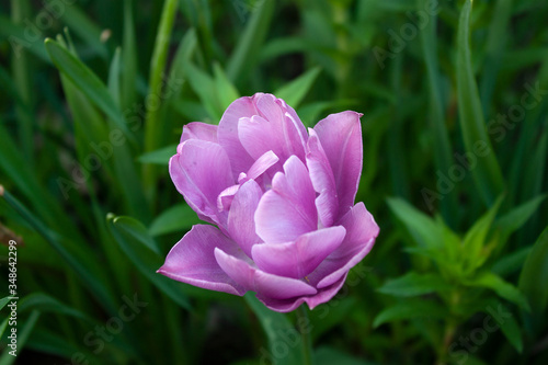 pink tulips in spring