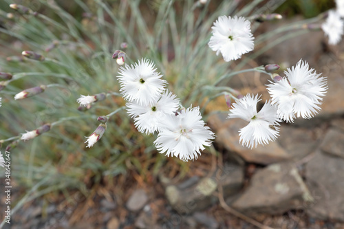 Phlox subulata (Polemoniaceae), 2020 photo