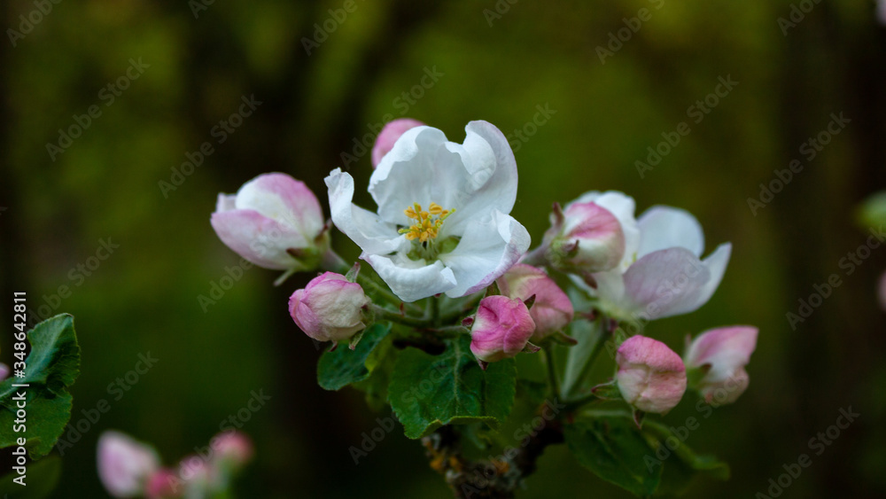 Obraz premium Apple tree branch with white-pink flowers and buds.