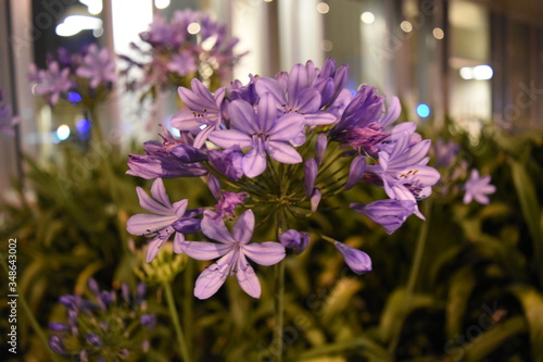 flores moradas