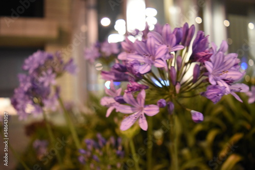 flores moradas