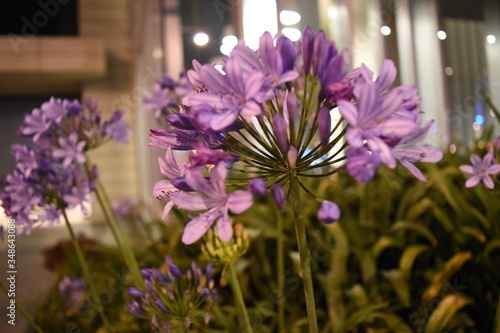 flores moradas