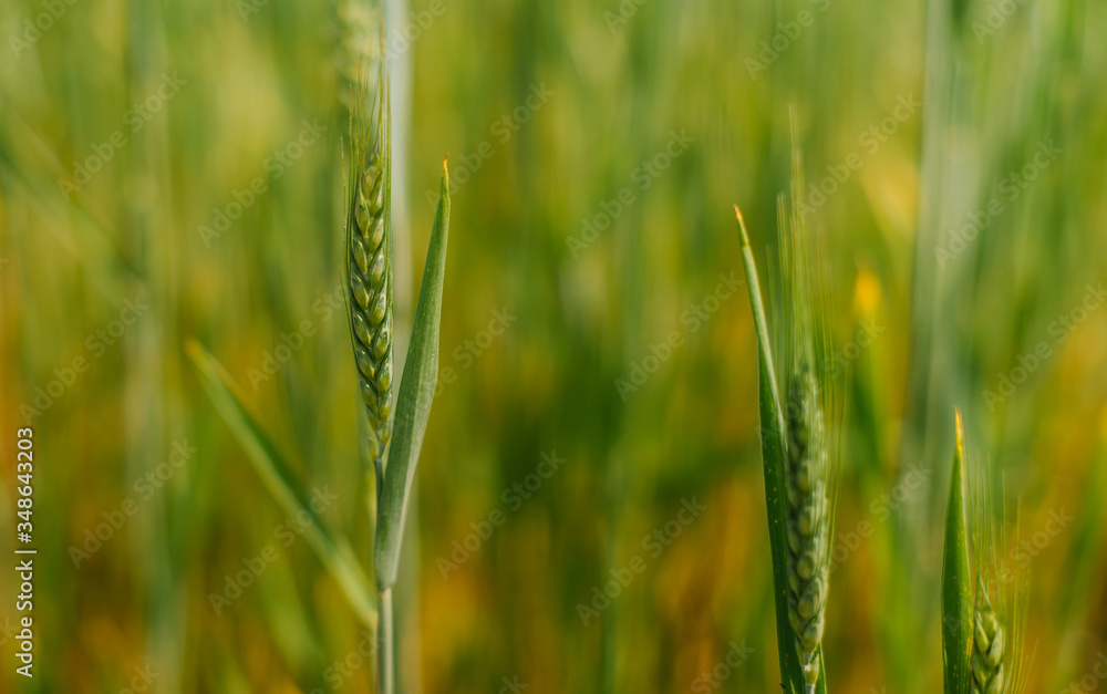 green and fresh organic sprouts ,spikelets of wheat in field green and fresh organic sprouts ,spikelets of wheat in field