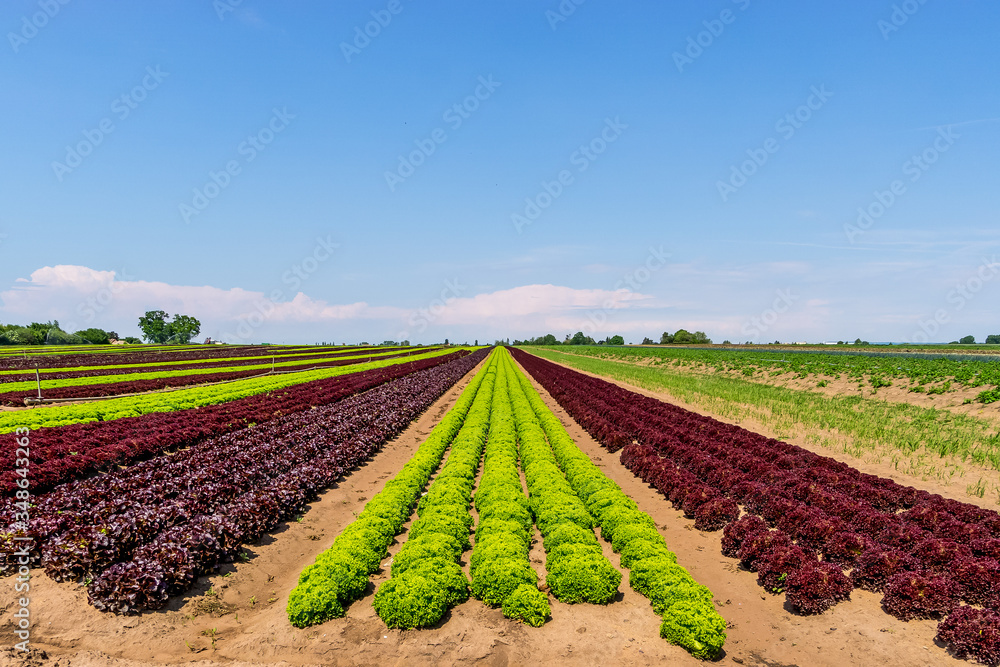 Salatfelder Salatfelder