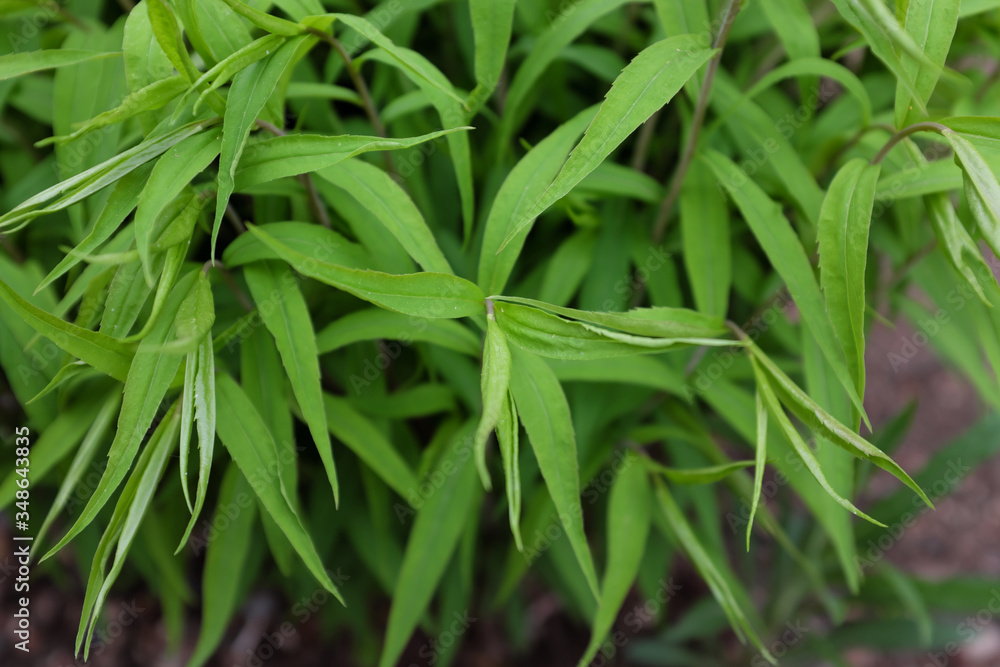 Solidago caesia (Maryland), 2020 Solidago caesia (Maryland), 2020