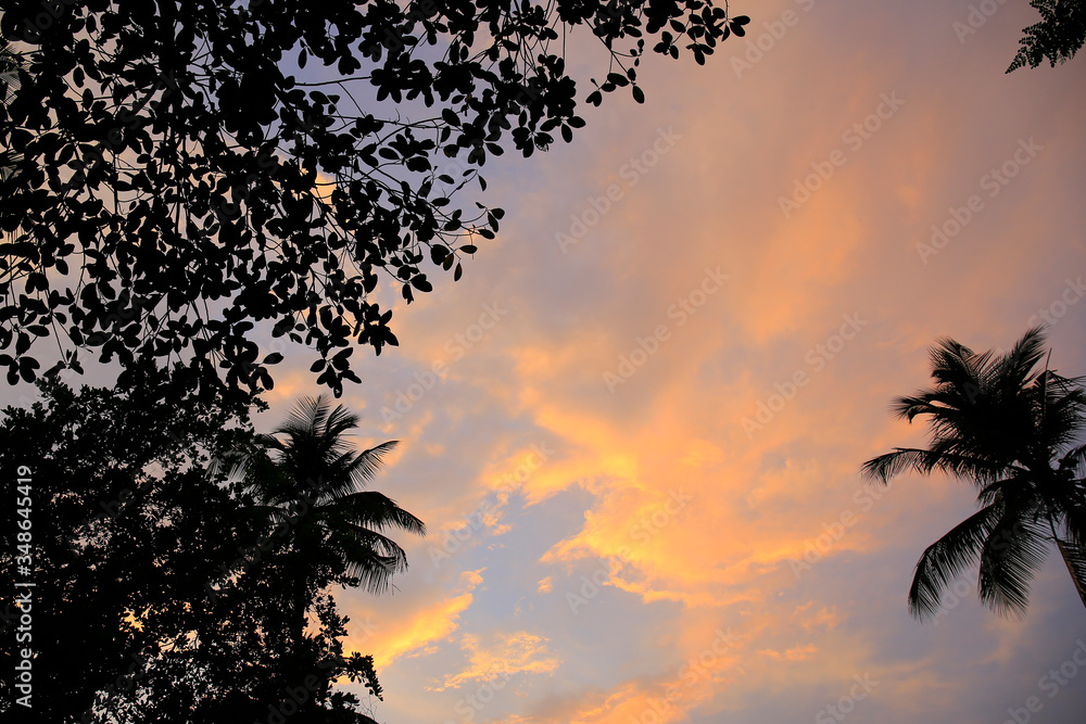 Beautiful sky with palm tree in the evening