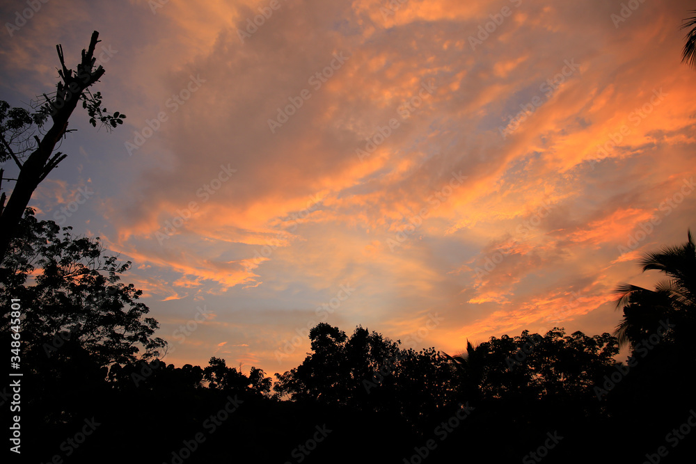 Beautiful sky with palm tree in the evening