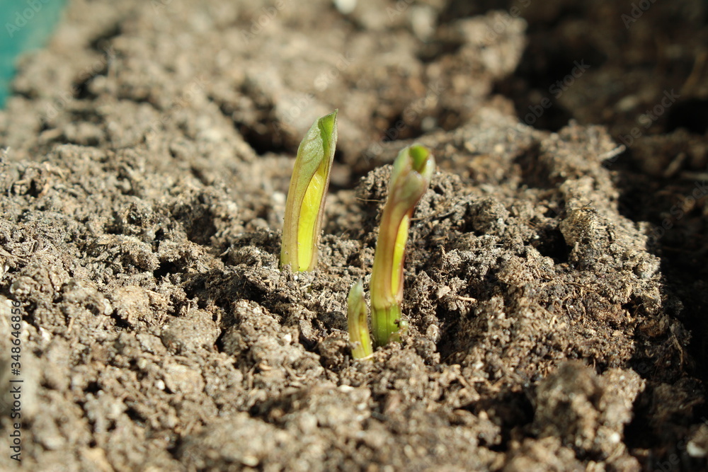 Fototapeta premium Decorative dahlia seeds freshly sprout in the fertilized soil in April