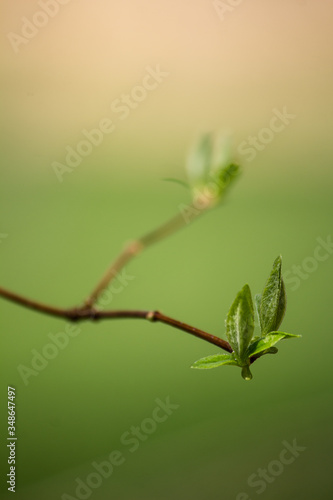 foliage blooms