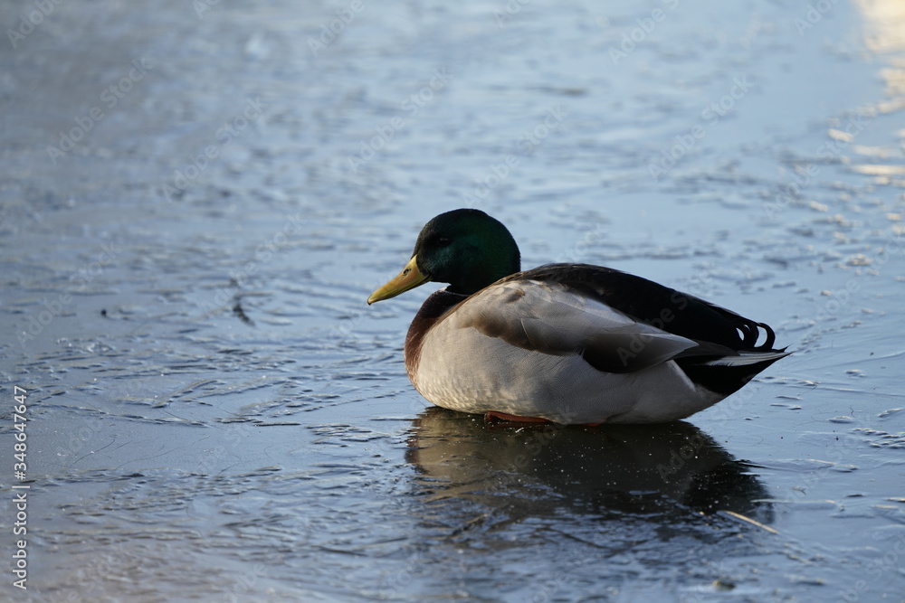 duck on ice duck on ice