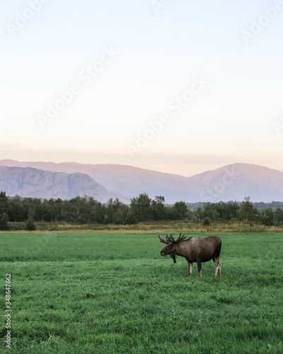 moose norway lofoten, stnading on field at sunset. mountains in background travel nature
