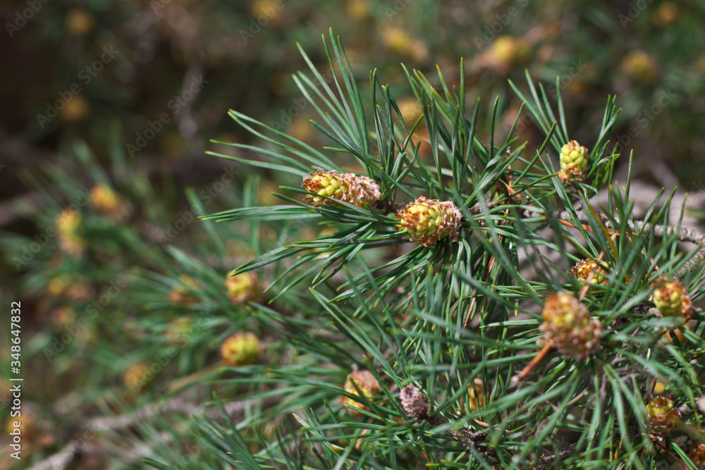 pine tree branch pine tree branch