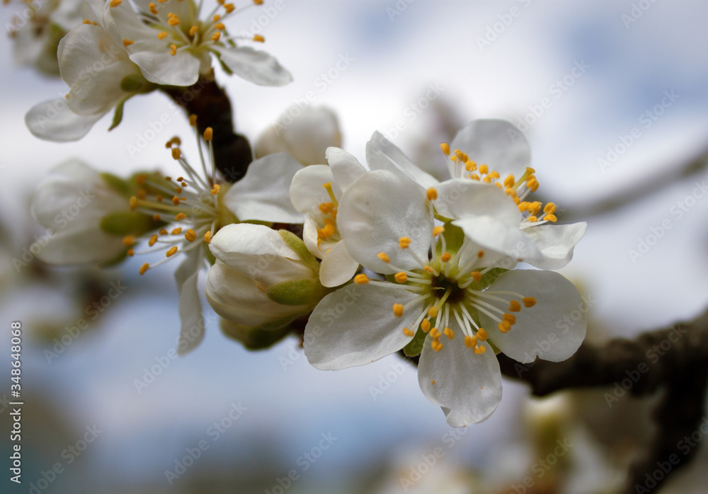 Plum tree flowers Plum tree flowers