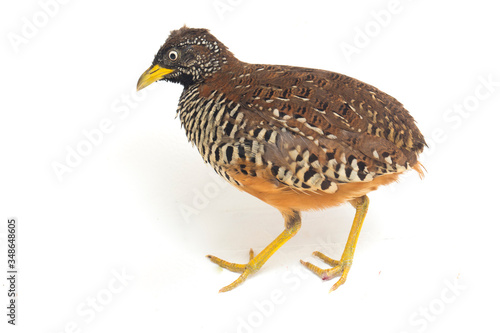 A female  barred buttonquail or common bustard-quail (Turnix suscitator) isolated on white background photo