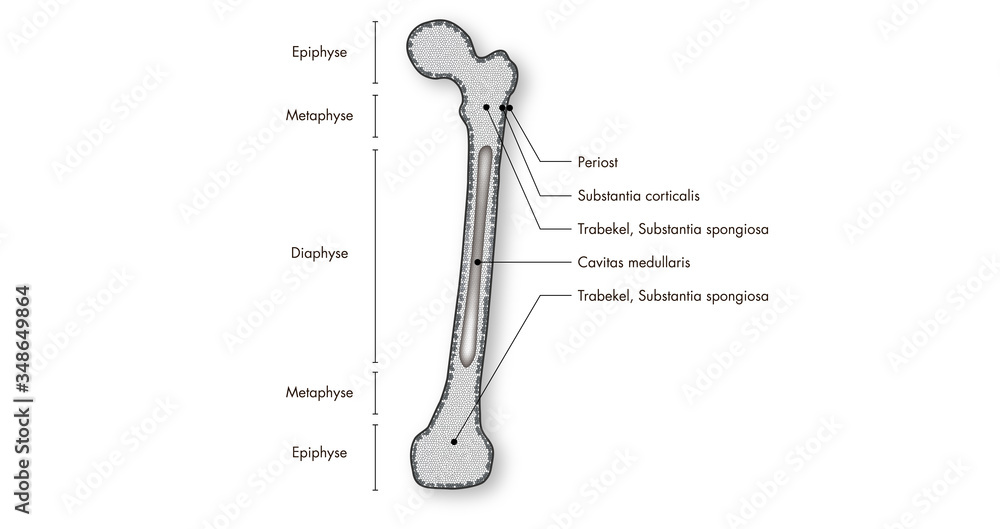 Anatomie - Skelett - Knochen - Röhrenknochen (lateinische Beschriftung)  Stock Illustration
