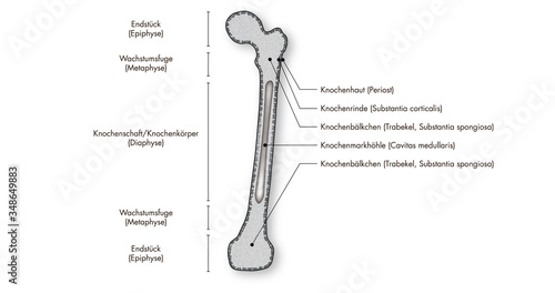 Anatomie - Skelett - Knochen - Röhrenknochen (deutsche Beschriftung) photo
