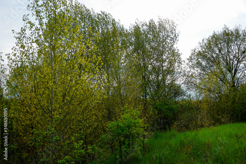  green meadow with trees in spring