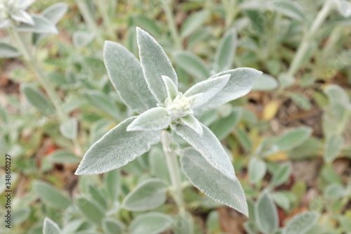 Stachys byzantina (Lamiaceae), 2020