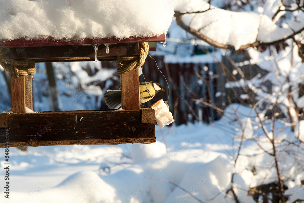 Naklejka premium Birds on a snowy feeding trough on a sunny winter day.