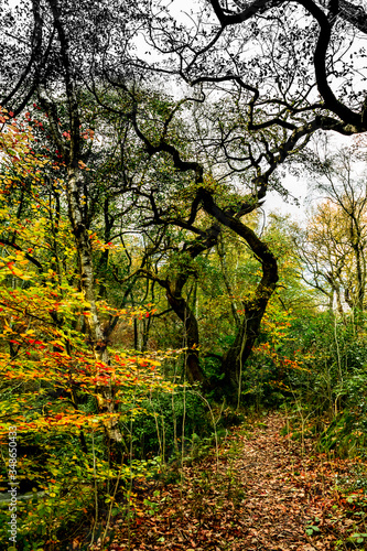 Trees intertwine