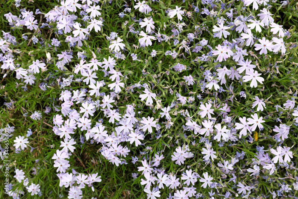 Phlox subulata (Esmeralda Blue Ice), 2020 Phlox subulata (Esmeralda Blue Ice), 2020