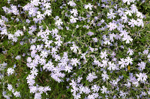 Phlox subulata  Esmeralda Blue Ice   2020