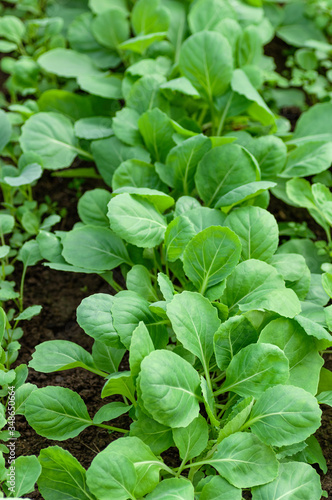 Young seedlings of cabbage. Organic farming, growing seedlings in a greenhouse. Close up.