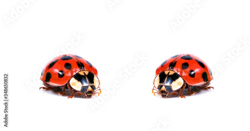 .two red ladybug on white background