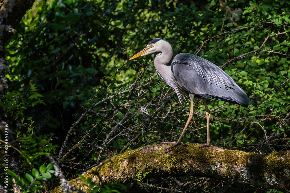 Close up of a Grey Heron perched on a mossy tree trunk Close up of a Grey Heron perched on a mossy tree trunk