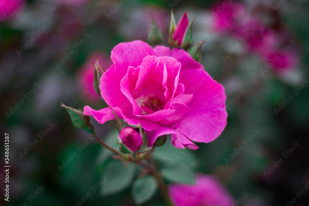 pink rose flower