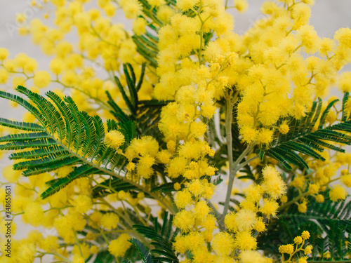 mimosa flowers. image with selected focus