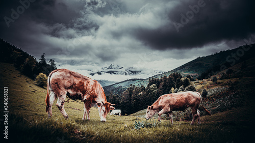 Vaches col d'aspin