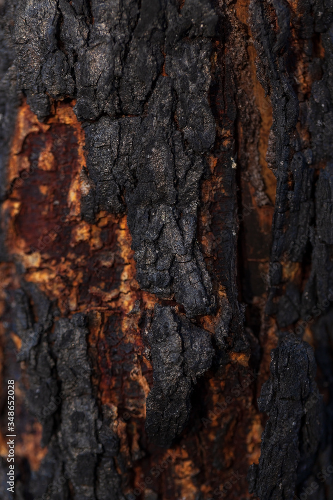Detail of burnt tree bark.Macro photography background. Detail of burnt tree bark.Macro photography background.