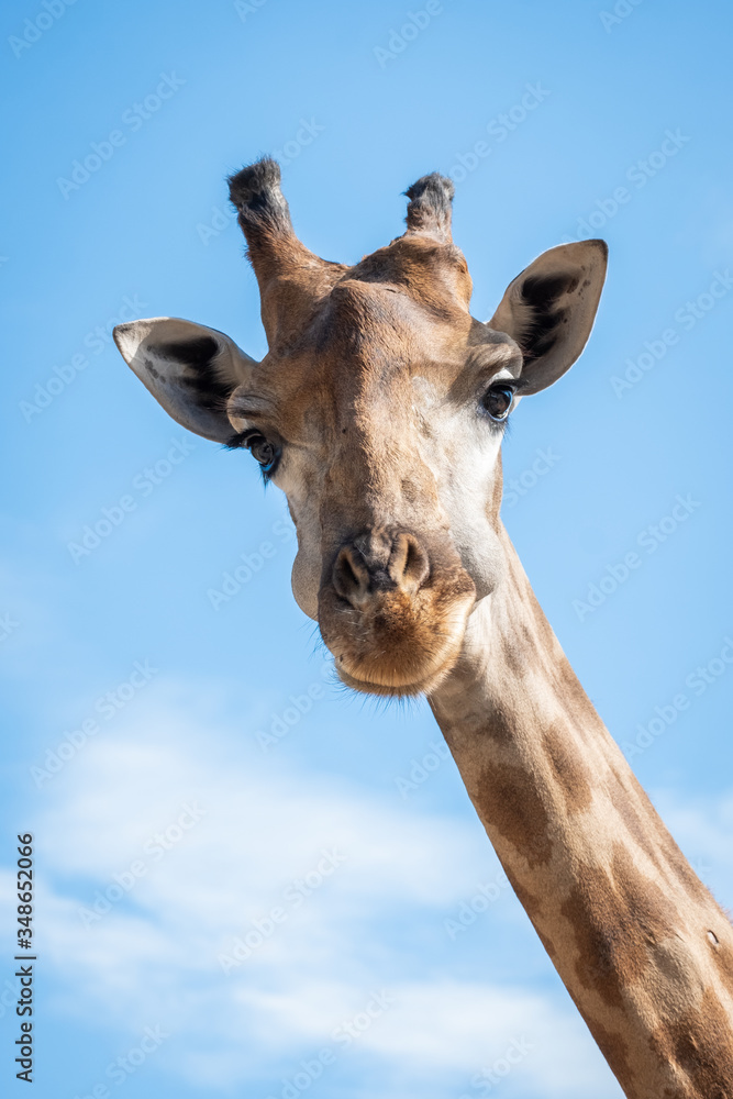 Obraz premium Żyrafa