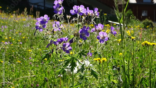 Wiesen-Storchenschnabel