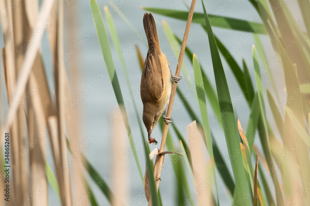 Great Reed Warbler Acrocephalus arundinaceus bird hunting in a lake holds an insect in its beak. Bird catch an insect. Great Reed Warbler Acrocephalus arundinaceus bird hunting in a lake holds an insect in its beak. Bird catch an insect.