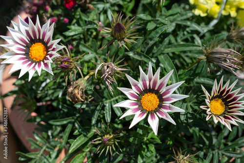 flowers in the garden. beautiful flowers in a pot.white flowers in a pot