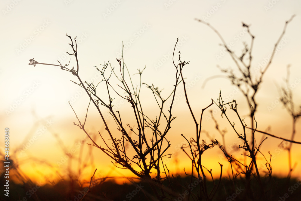 Obraz premium Dry branches with wildfire burning as background.Twilight scene.