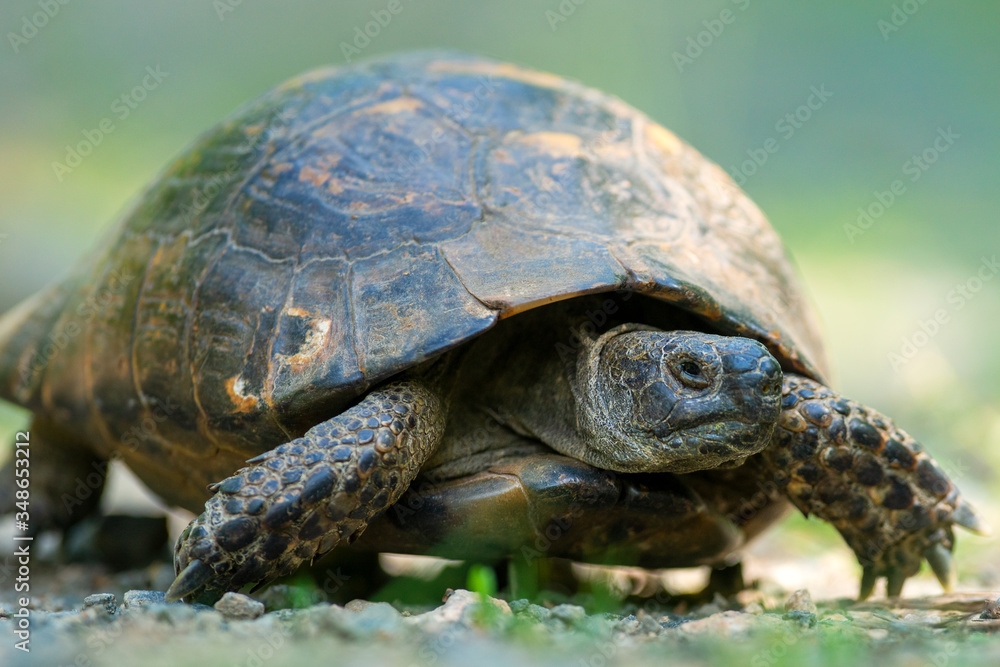 Spur thighed turtle (Testudo graeca) in natural habitat Spur thighed turtle (Testudo graeca) in natural habitat