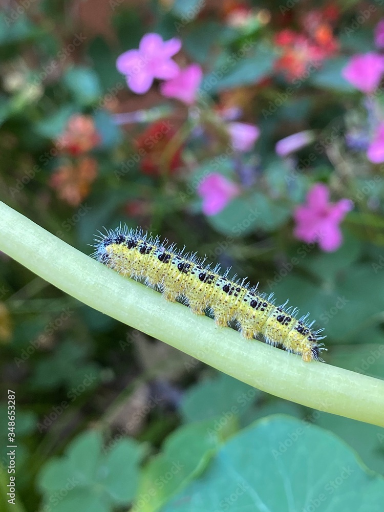 Fototapeta premium caterpillar on a leaf
