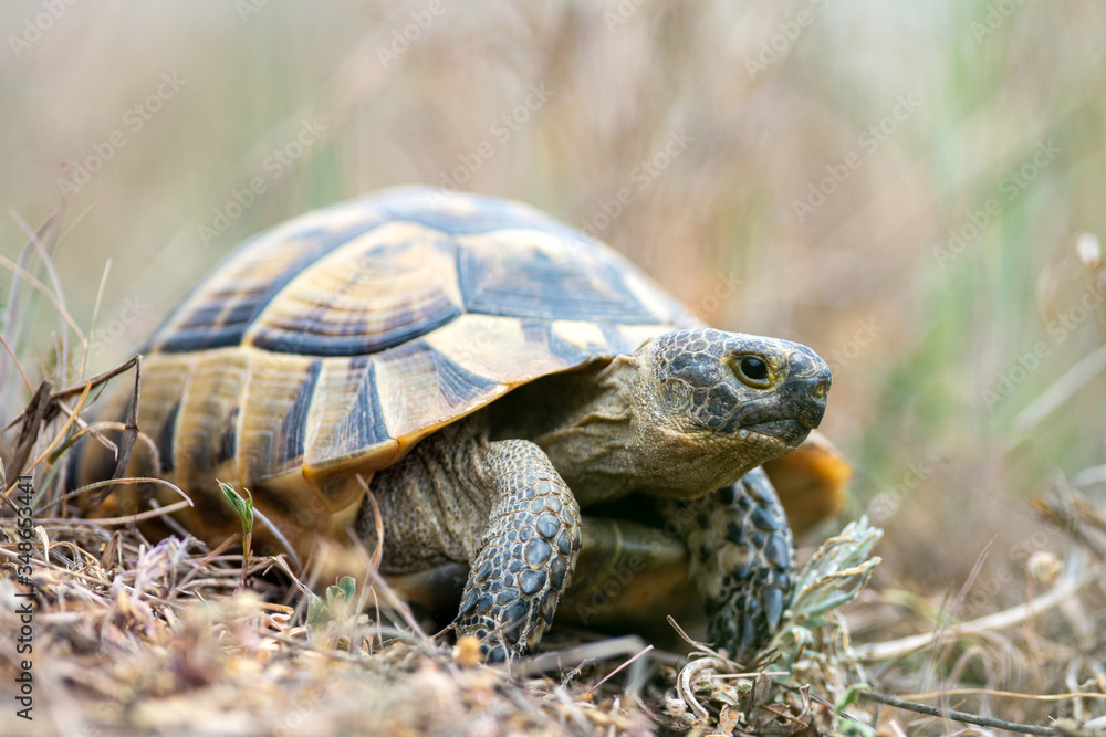 Spur thighed turtle (Testudo graeca) in natural habitat Spur thighed turtle (Testudo graeca) in natural habitat