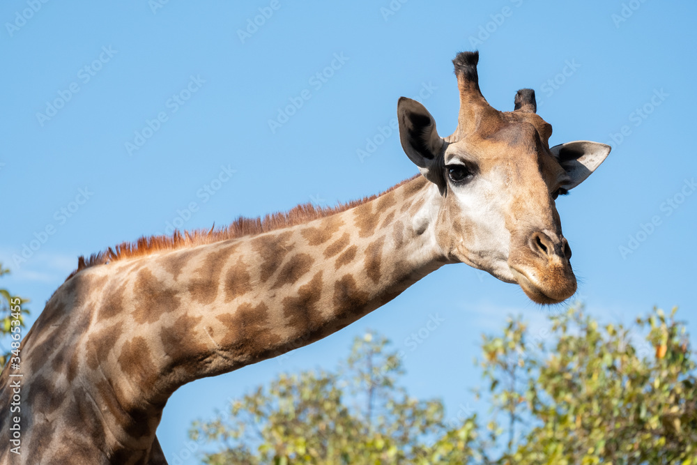Obraz premium Giraffe