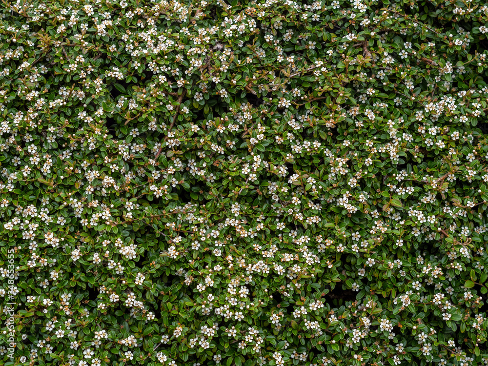 Cotoneaster horizontalis, garden shrub, plant in flower. Beautiful groundcover but non native invasive.