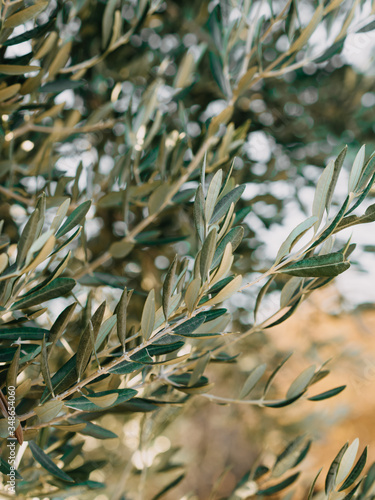 branch of olives. image with selected focus