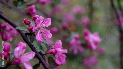 Wallpaper Mural Blooming Apple tree, spring, raindrops on the petals Torontodigital.ca