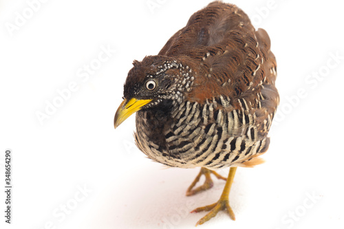 A female  barred buttonquail or common bustard-quail (Turnix suscitator) isolated on white background photo