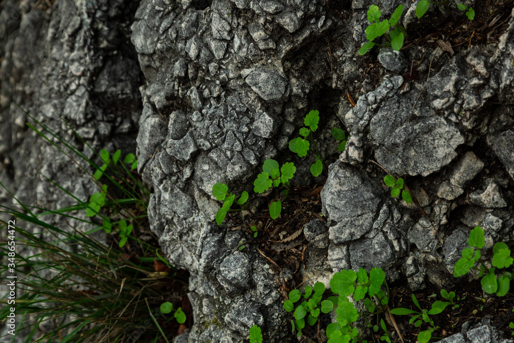 Green leaves coming from rocks, symbol of new life, fresh start for everyone.