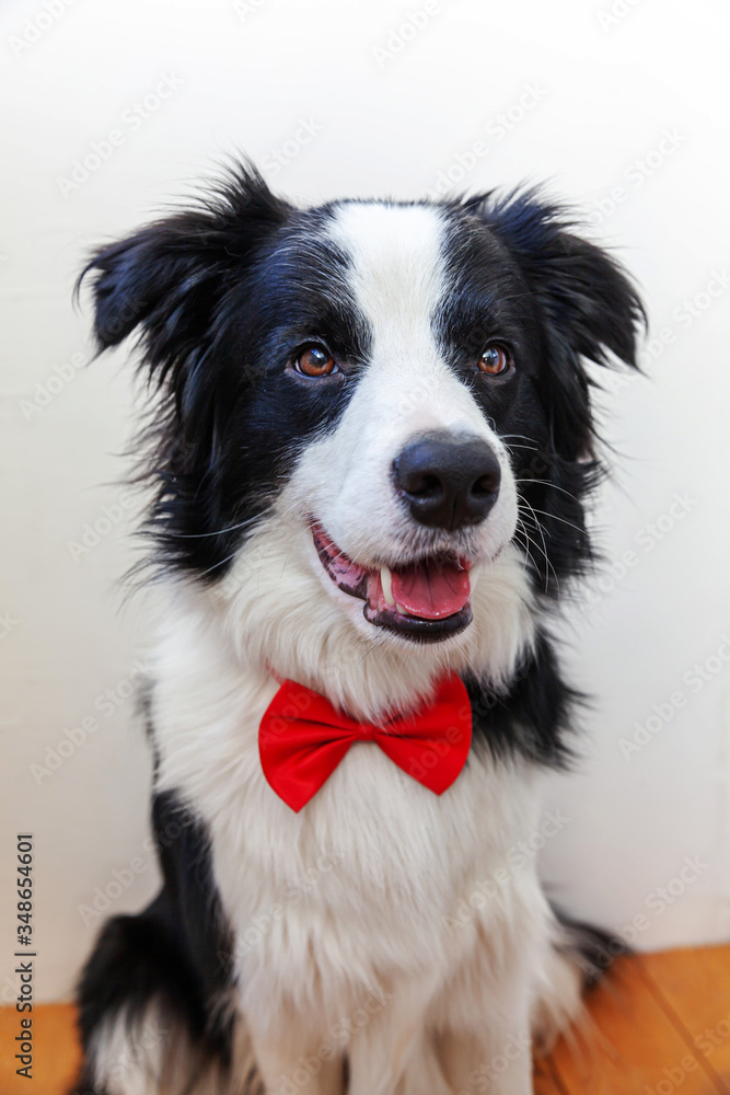 Funny studio portrait puppy dog border collie in bow tie as gentleman or groom on white background. New lovely member of family little dog looking at camera. Funny pets animals life concept.